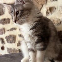 Eva, chatte à adopter