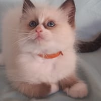 Sofie, chatte à adopter
