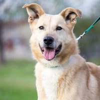 VULKAN - ein Überlebenskünstler mit großem Herzen, Hund zur Adoption