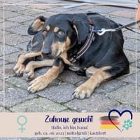 Ivana - beschützende Mama - sucht ihre Familie die sie liebt, Hündin zur Adoption