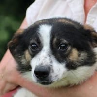 Paro - goldiger kleiner Jungrüde, Hund zur Adoption