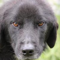 Malio - herzensgut u. sehr liebenswert, Hund zur Adoption