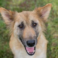 NALA  Liebevolle Hundemama sucht ihr eigenes Glück, Hündin zur Adoption