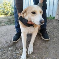 Lenny - zutraulich und lieb, Hund zur Adoption
