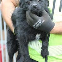 Mocio - unkompliziert, verspielt, kinderlieb, Hund zur Adoption