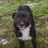 SMOKIE  Treuer Kämpfer sucht sein Happy End, Hund zur Adoption