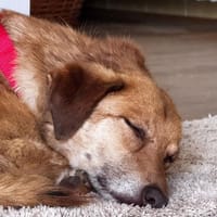 Honey hält, was ihr Name verspricht, Hündin zur Adoption