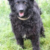 Mira - sehr lieb u. zutraulich, Hündin zur Adoption