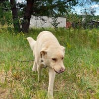 Lavrik - freundlich und entspannt, Hund zur Adoption