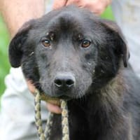 Ciron - perfekter Familienhund❤❤❤❤, Hund zur Adoption