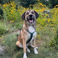 Rosy- Königin sucht Hofstaat 😉, Hündin zur Adoption