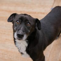 FIDO  Verschmuster Rüde sucht Menschen nur für sich, Hund zur Adoption