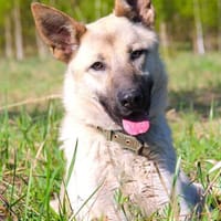 MAYA - eine sanfte Seele mit ganz viel Herz, Hündin zur Adoption