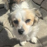 Jody💕freundliche, aufgeschlossene Hündin, Hündin zur Adoption