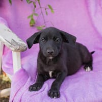 Gretl  A fesche schwarze Viererbande, Hündin zur Adoption