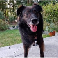 Hoobert - wartet in 51588 Nümbrecht, Hund zur Adoption