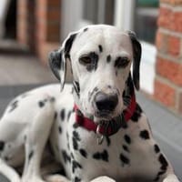 Nätti sucht eine Pflegestelle/Zuhause, Hündin zur Adoption