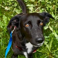 Lilo, menschenbezogen, freundlich, offen, Hündin zur Adoption