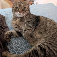 Schüchterne ältere Katze Sissi, Katze zur Adoption