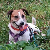 ruhiger Senior LUCIO, Hund zur Adoption