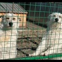 Coco und Cora - zwei Herzen, eine Seele, Hündin zur Adoption