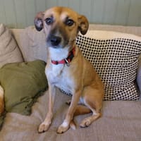 Kisi ist eine zarte, liebe Seele!, Hündin zur Adoption