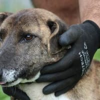 Pinio - sehr angenehm u. zutraulich, Hund zur Adoption