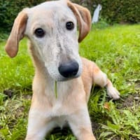 Traumhafte Junghündin (5 Monate) sucht ihr aktives Körbchen, Hündin zur Adoption