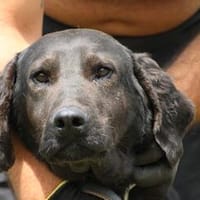 Musco - kinderlieb u. unkompliziert, Hund zur Adoption