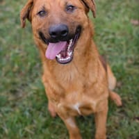 BENNY  Gute-Laune-Bär sucht seine Familie, Hund zur Adoption