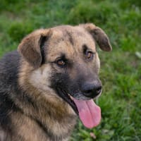 TERO  Fröhlicher Entdecker sucht sein Für-immer-Zuhause, Hund zur Adoption