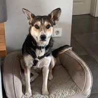 Trixi ❤ wartet in 91587 Adelshofen, Hündin zur Adoption