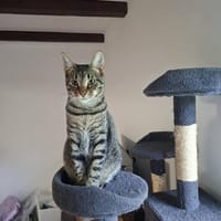 Verschmuster Mozard sucht Zuhause, Kater zur Adoption