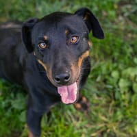 ROCCO  Cleverer Wirbelwind sucht aktive Menschen, Hund zur Adoption