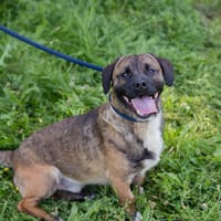 PADDI  Kleiner Entdecker mit Freude am Leben, Hund zur Adoption
