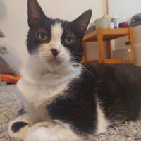 Püppi sucht liebevolle Seniorenresidenz, Katze zur Adoption