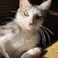 Kai-Uwe sucht ein liebevolles Zuhause mit Artgenossen, Kater zur Adoption