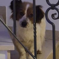Betty die ruhige kleine Maus / in München, Hündin zur Adoption