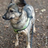 Familienhündin für jedes Alter- Betty wartet, Hündin zur Adoption
