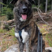 verschmuster, aktiver CARLO sucht konsequentes Zuhause, Hund zur Adoption