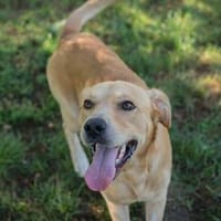 Der fröhliche und verspielte Leroy, Hund zur Adoption