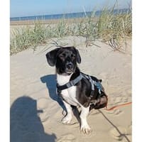 Konradin - wartet in 51427 Bergisch-Gladbach, Hund zur Adoption