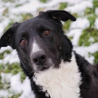 BUONAVITA  Liebevolle Hündin sucht einen Neuanfang, Hündin zur Adoption