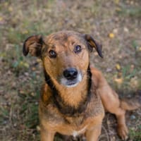 MIA  Kleine Traumhündin, sucht ihre Menschen, Hündin zur Adoption