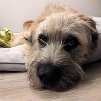 Bandyto - wartet in 96482 Ahorn, Hund zur Adoption