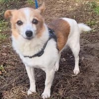 Suki ist ein Hund zum Verlieben, Hündin zur Adoption