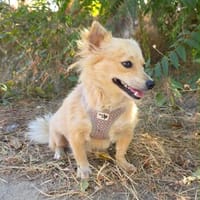 Maya sucht ein Körbchen, Hündin zur Adoption