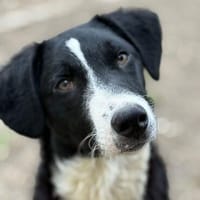 CHESS - freundlicher & lernwilliger Junghund sucht Zuhause, Hund zur Adoption