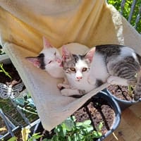 Lily & Milo suchen gemeinsam ein Zuhause, Kater zur Adoption