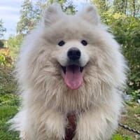 Samojedenrüde Haku, Hund zur Adoption